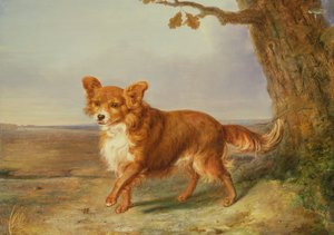 Portret van een hond in een Italiaans landschap